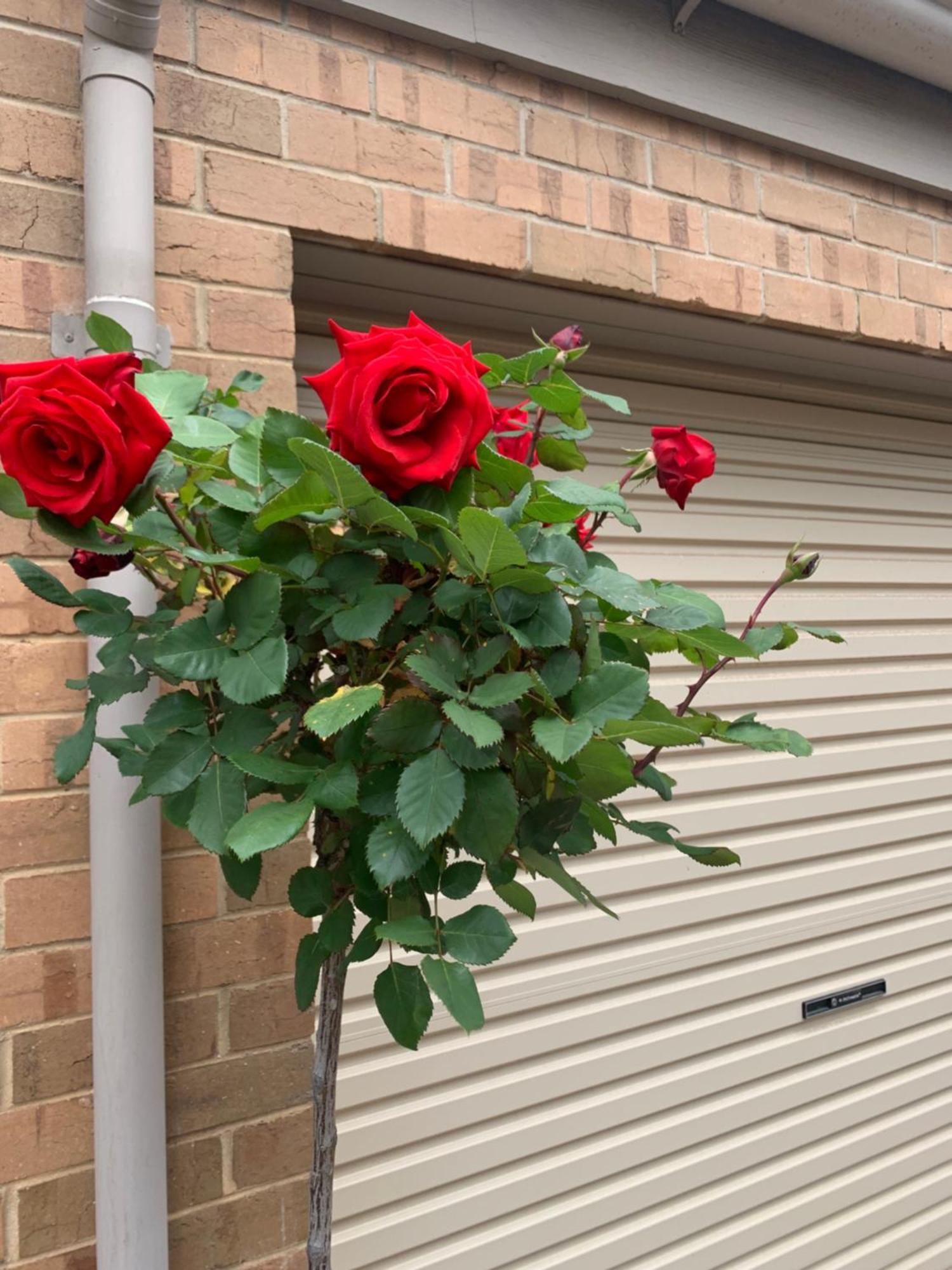 Adelaide Style Accommodation-Close To City-North Adelaide-3 Bdrm- Free Parking Eksteriør bilde
