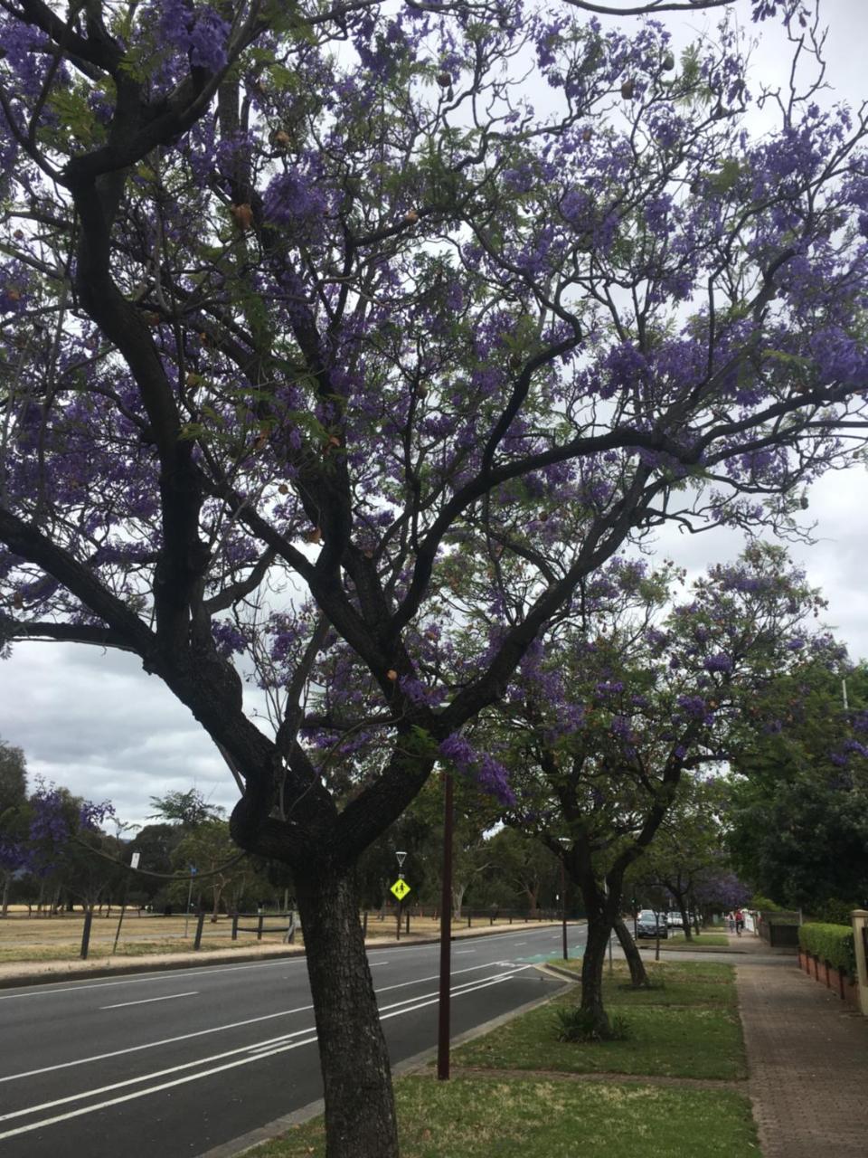 Adelaide Style Accommodation-Close To City-North Adelaide-3 Bdrm- Free Parking Eksteriør bilde